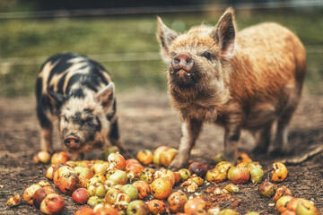 New Zealand piglets eat apples. © jozefklopacka