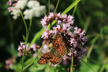 butterfly and flower in Breinig Rhineland Germany Europe