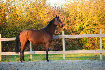 Thoroughbred stallion - 394984563