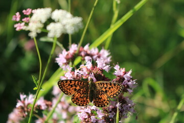 butterfly and flower in Breinig Rhineland Germany Europe