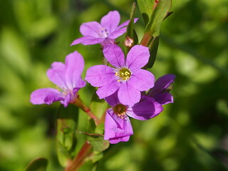False Grass-Poly (Lythrum junceum)
