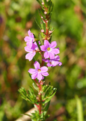 False Grass-Poly (Lythrum junceum)