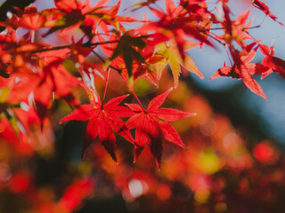 Naklejka na ściany i meble よく晴れた秋の日、風に揺れる紅葉