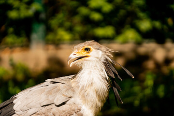 portrait of a secretary bird
