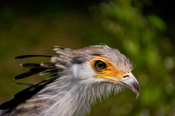 portrait of a secretary bird