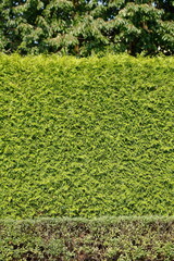Grüne Hecke, Gartenhecke,  Nadelbaum, Deutschland, Europa