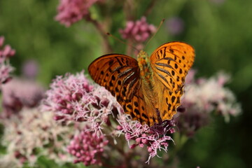 butterfly and flower in Breinig Rhineland Germany Europe