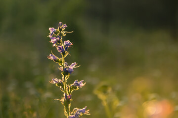the grass glows at sunset in the rays of the sun