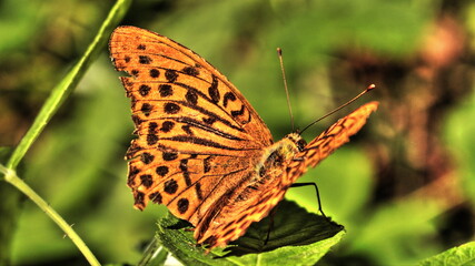 butterfly and flower in Breinig Rhineland Germany Europe