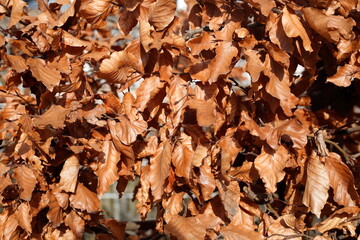 Braun verfärbtes Herbstlaub, Hecke, Laubblätter, Hintergrund, Deutschland, Europa