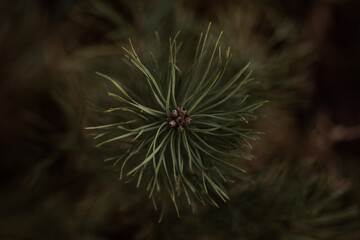 Naklejka na ściany i meble flower of a pine from closeup minimalistic