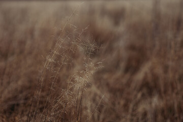 grass in a field in autumn moody brown background