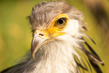 portrait of a secretary bird
