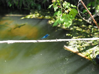 Dragonfly with Blue Wings Sitting on a Branch on a Background of the River. Beautiful dragonfly are sitting on a leaf in the natural habitat. Sunny, Summer day. Close-up.