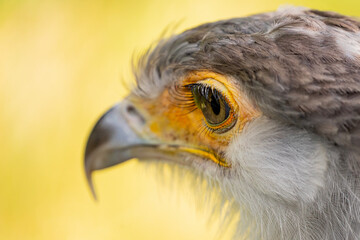 portrait of a secretary bird