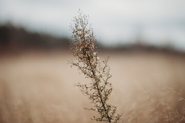 dry autumn grass in the fogy background