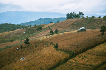 Landscape of Rice terraces on mountain at Ban Pa Pong Piang, Doi inThanon, Chiang Mai, Thailand