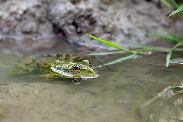 a large green frog in water on a river