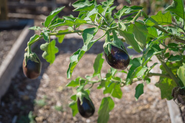 Round big enormous eggplants ready to harvest at raised bed garden in Texas, USA