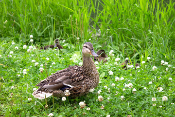 Wild duck with ducklings walks on the grass