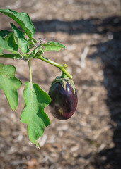 Group of round big dark purple eggplants at backyard garden in Texas, America