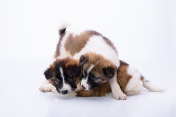 Two puppies with a white and brown coat are healthy and strong. Soft and healthy hair playing happily. On a white background