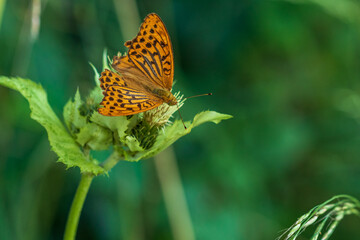 butterfly on a flower