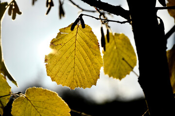 autumnal colored leaves in backlit
