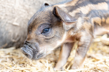 Ferkel