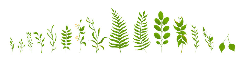 Big collection of green differences  leaves. Vector illustration design.