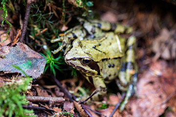 frog in the grass