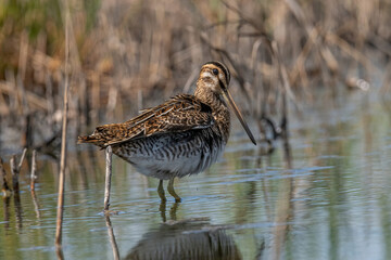 Common snipe or Gallinago gallinago standing in wildlife