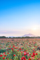 早朝の筑波山とポピー畑と太陽の風景