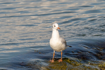 Portrait of natural common black-headed gull (Larus ridibundus)