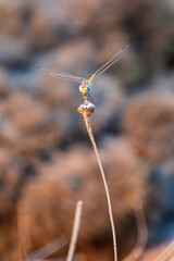 dragonfly on the grass