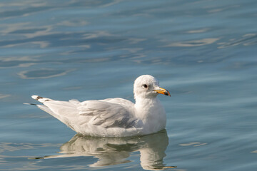 Portrait of natural common black-headed gull (Larus ridibundus)