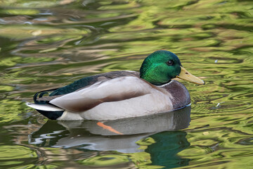 Birds and animals in wildlife. Close up of Male Mallard Duck.
