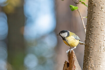 The great tit (Parus major) is a passerine bird in the tit family Paridae