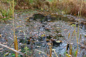 Abandoned wild pond with mud in the middle of the city park