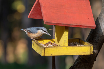 Close up picture of Eurasian nuthatch (Sitta europaea) sitting on bird feeder
