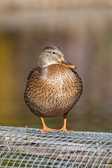 Birds and animals in wildlife. Mallard Duck, Anas platyrhynchos.