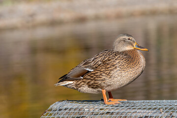 Birds and animals in wildlife. Mallard Duck, Anas platyrhynchos.