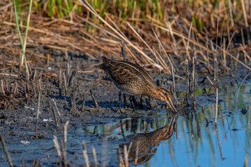 Common snipe or Gallinago gallinago standing in wildlife