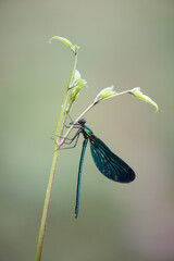 Beautiful damselfly Calopteryx virgo in the early morning before sunrise on a blade of grass