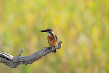 Common Kingfisher ( Alcedo atthis ) sitting on a branch