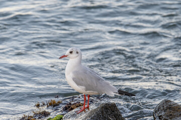 Portrait of natural common black-headed gull (Larus ridibundus)