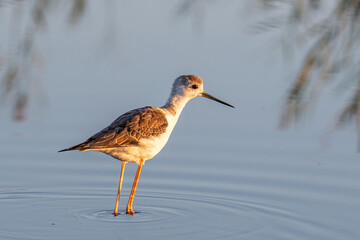 The black-winged stilt (Himantopus himantopus) bird on salt lake