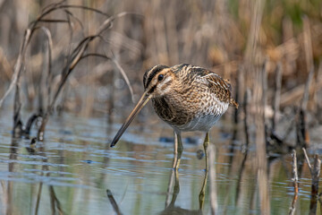 Common snipe or Gallinago gallinago standing in wildlife