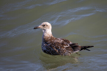 Detailed portrait of  Juvenile Yellow-legged gull (larus michahellis)