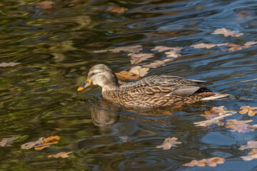 Birds and animals in wildlife. Mallard Duck, Anas platyrhynchos.